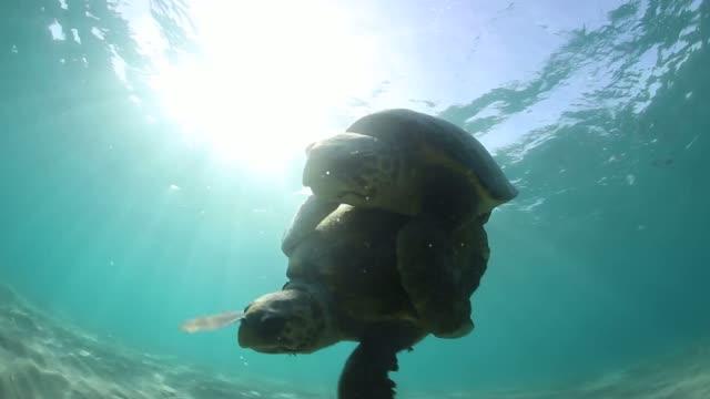 Efforts To Save Sea Turtles Are A Global Con EurekAlert 