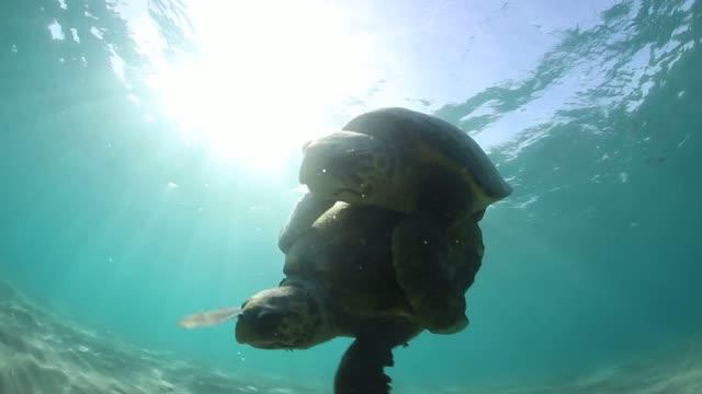 Efforts To Save Sea Turtles Are A 'Global Con | EurekAlert!