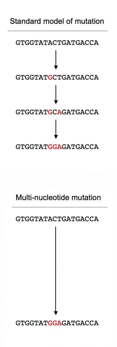 Multi-nucleotide Mutation