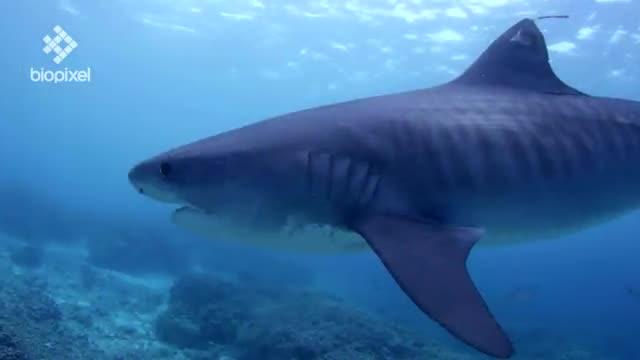Study Provided New Insight into the Behavior of an Ocean Top Predator