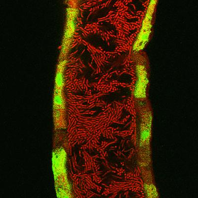 Lactobacilli and Nrf2 Activation in <i>Drosophila</i> Intestine