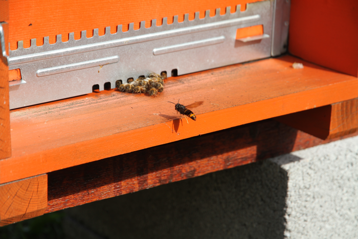 Asian yellow-legged hornet attacking a colony of honey bees