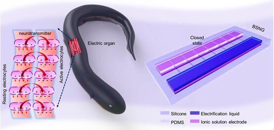 BSNG, Bionic Stretchable Nanogenerator