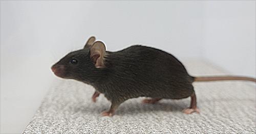 Mouse Uses Tactile Sensation in Its Footpads to Detect the Rough Texture of the Floor