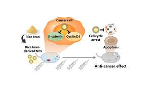 Anticancer effect of rice bran-derived nanoparticles (rbNPs) in mouse model.