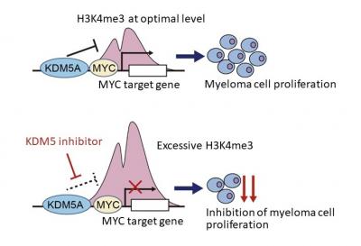 A novel model of KDM5A-mediated transcriptional regulation