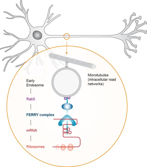 Transport of mRNA in neurons along intracellular road networks (Microtubles) by the FERRY complex.