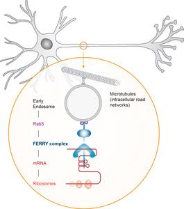 Transport of mRNA in neurons along intracellular road networks (Microtubles) by the FERRY complex.