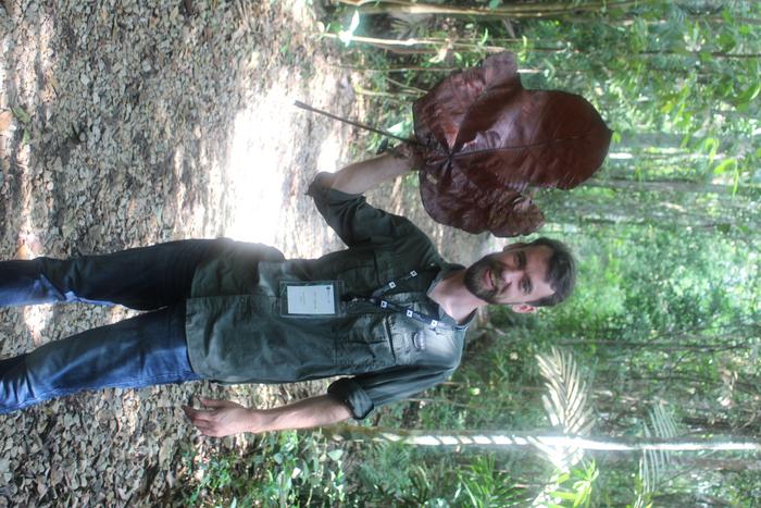 Giant Mahang leaf