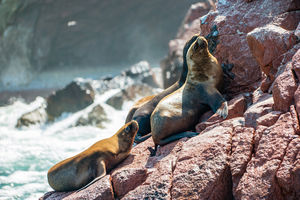 South American sea lions