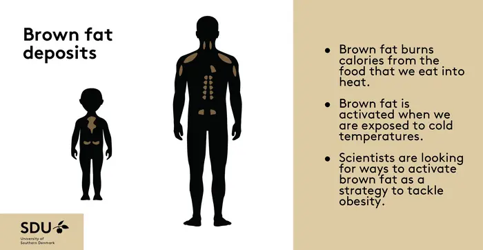 Graphic on brown fat
