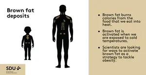 Graphic on brown fat