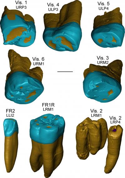 Fossil Teeth from the Italian Peninsula Reveal Neanderthal-Like Features 450,000 Years Ago