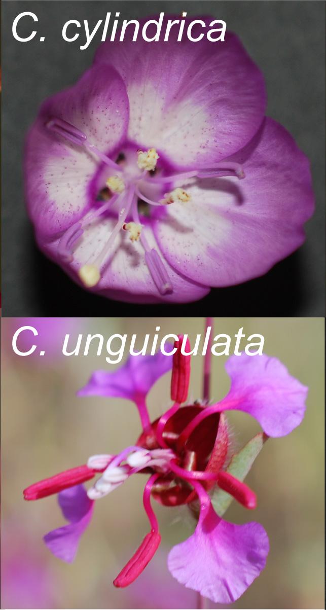 Clarkia Flowers