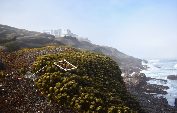 Rocky intertidal research plot