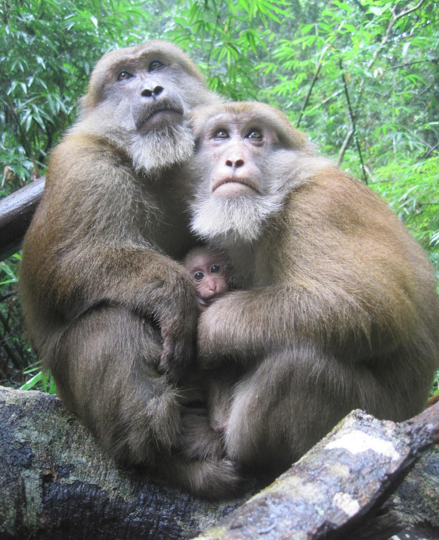 Two Male Assamese Macaques with An Infant