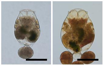 Normal and mutant rotifers