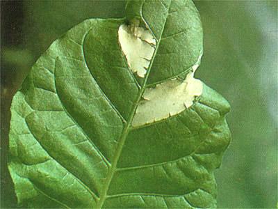 Plant Hormones Play Many Roles