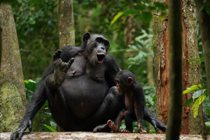 Chimpanzees vocalising