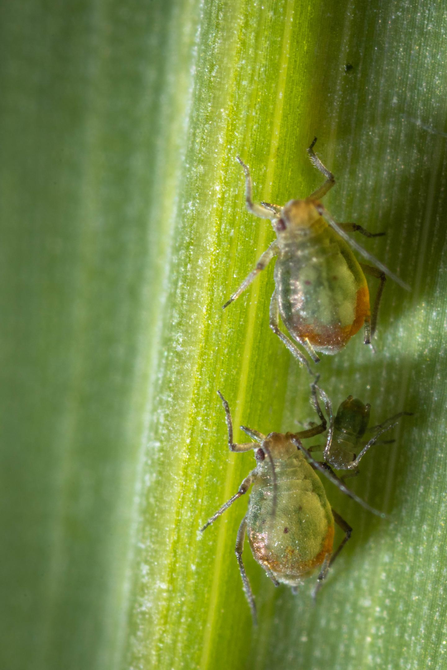 Aphid-1