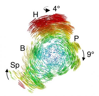 Atomic-Scale Structures of Ribosome Could Help Improve Antibiotics