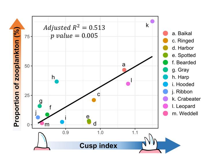 The more developed the teeth cusp, the greater the amount of zooplankton in seals’ diet.