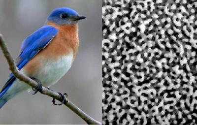 Structural Coloration in Bird Feathers - Science Connected Magazine