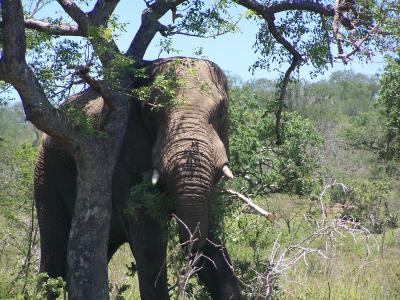 Elephants Prefer Marula