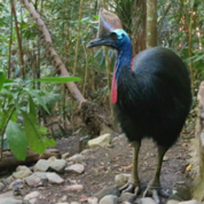 adult cassowary