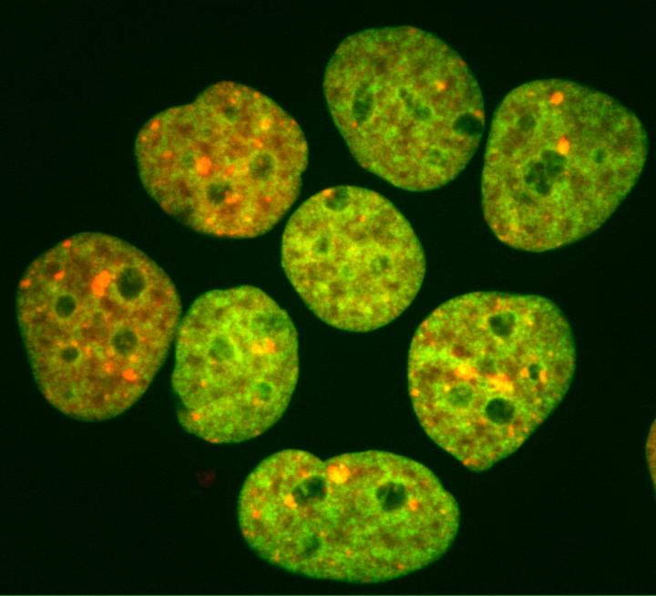 A Group of Human Nuclei
