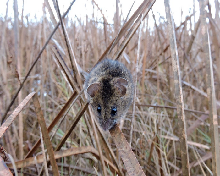 Endangered Salt Marsh Harvest Mouse