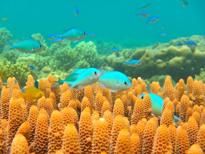 Blue-Green Damselfish in Coral