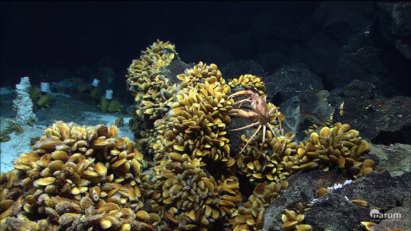 Bathymodiolus Mussels and Other Inhabitants of Hydrothermal Vents on the Mid-Atlantic Ridge off the 