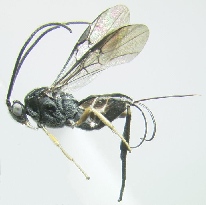 The Type Species of the Newly Established Wasp Genus <i>Chimaeragathis</i>