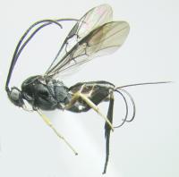The Type Species of the Newly Established Wasp Genus <i>Chimaeragathis</i>