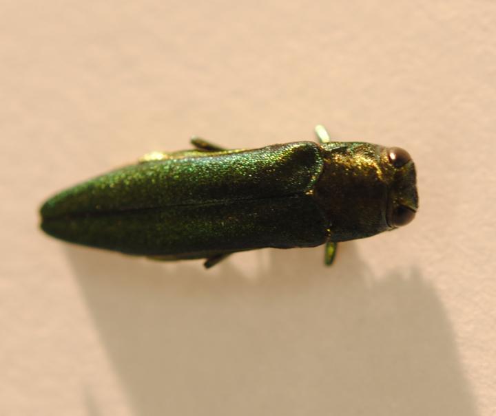 Emerald Ash Borer
