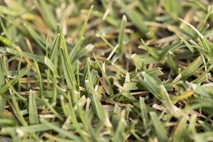 Keeping Grass Greener - Up Close