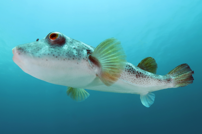 Bullseye pufferfish