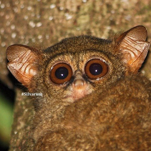 Gursky’s spectral tarsier