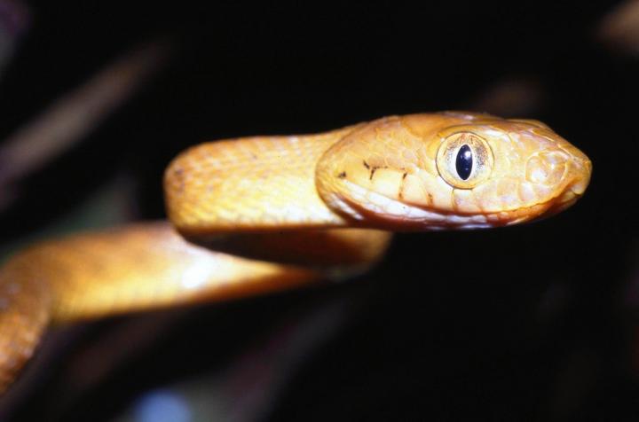 The Brown Tree Snake (Boiga Irregularis)