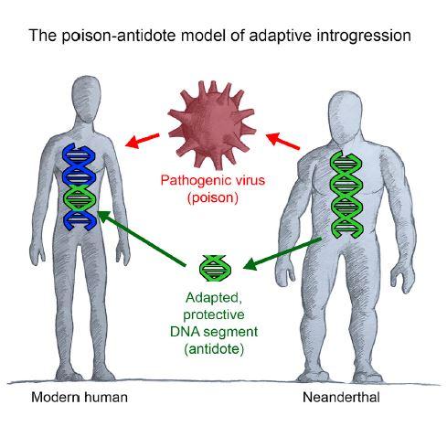 Viruses Influenced Gene Sharing between Neanderthals and Humans