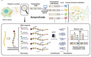 Design and overview of AmproCode