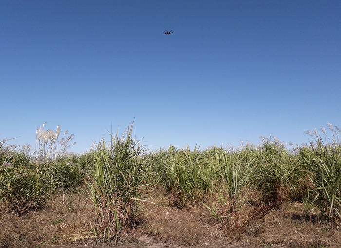 Drone imaging of a CABBI miscanthus field trial