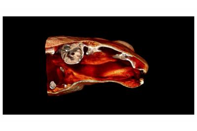 Volume Rendering of Frog's Head