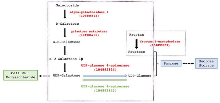 Proposed model of UDP-glucose 4-epimerase regulating sugar distribution.