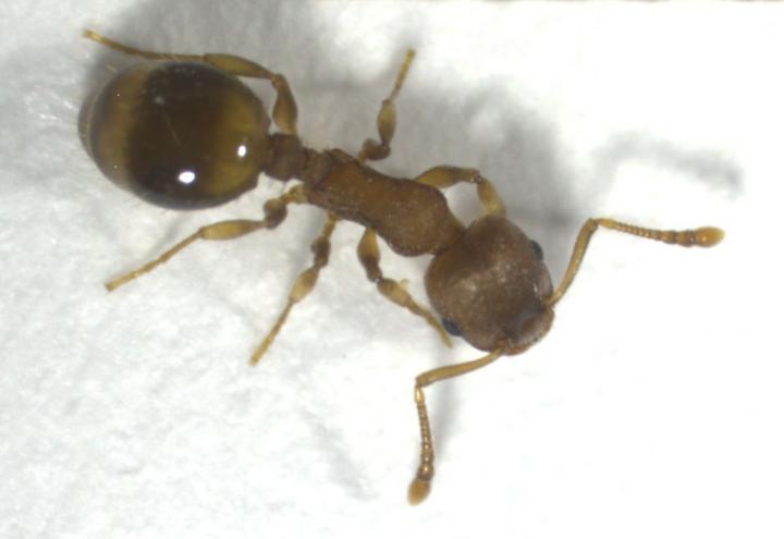 Temnothorax nylanderi