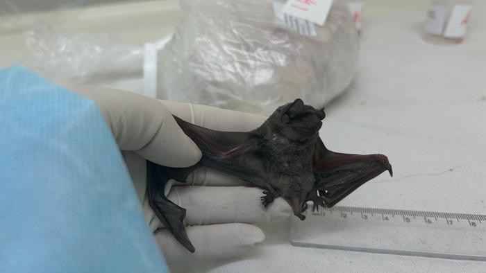 First coronavirus similar to MERS is found in bats in South America