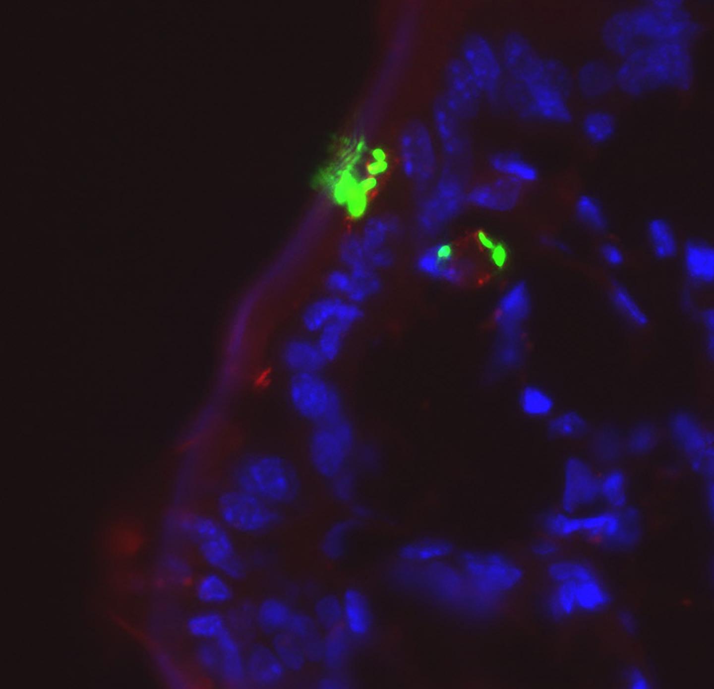 Gut-Residing E. Coli (Green) Can Utilize Goblet Cells (Red) to Cross the Intestinal Epithelium