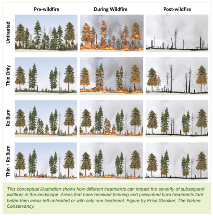 Conceptual illustration depicting impacts of forest treatments on future wildfire severity