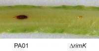 <em>Pseudomonas aeruginosa</em> Infection of a Lettuce Leaf with and without Rimk Protein